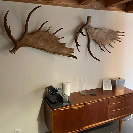 Moose 莫尔济讷